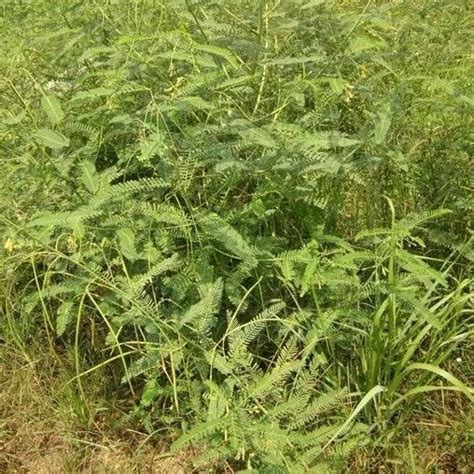 沼生田菁|植物志库